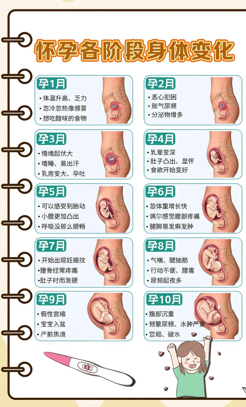 揭秘供卵代孕妈妈怀孕小腹分两节，孕期变化的奥秘平谷代生机构: